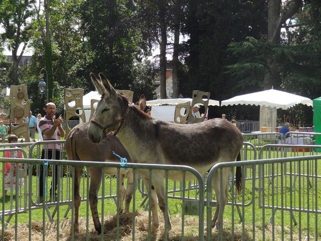 fete 2016 (126).jpg